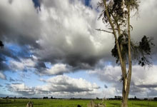 ⚡️首开记录！戈麦斯助攻努里头球破门，狼队1-0领先.